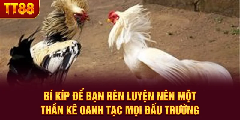 Bí kíp để bạn rèn luyện nên một thần kê oanh tạc mọi đấu trường