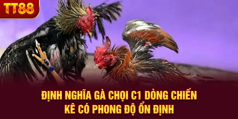 Định nghĩa gà chọi C1 - Dòng chiến kê có phong độ ổn định