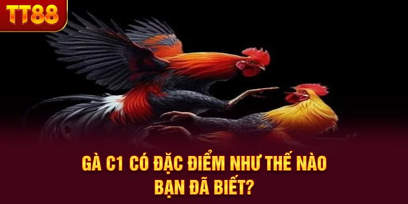 Gà C1 có đặc điểm như thế nào bạn đã biết?