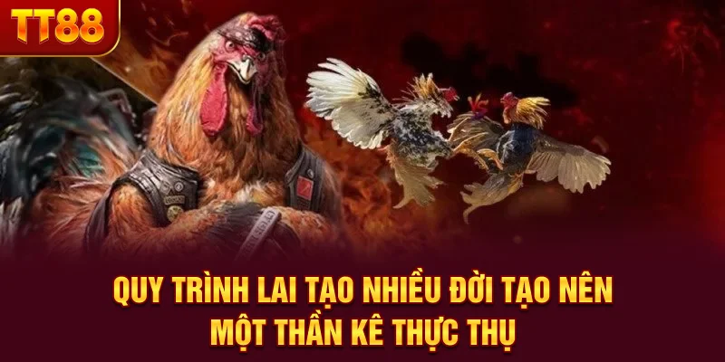 Quy trình lai tạo nhiều đời tạo nên một thần kê thực thụ